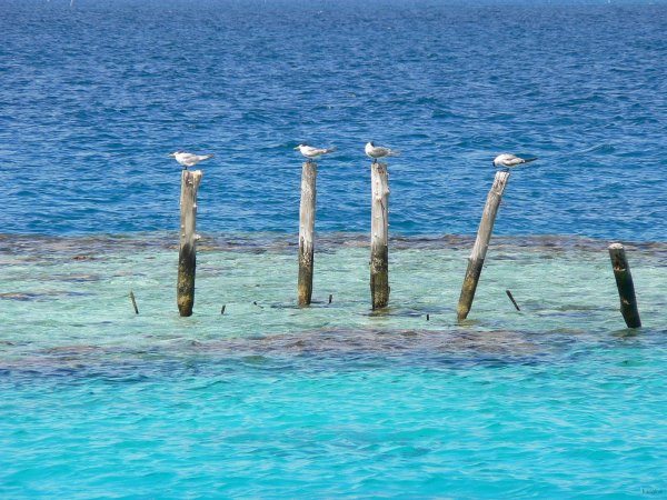 24- Sternes sur un recif 